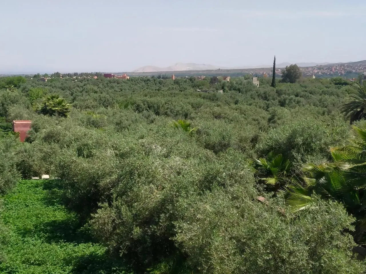 Marrakech Olive Haven Villa Marrakesh